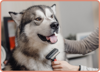 husky getting groomed