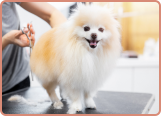 our groomers at work