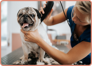 Pug getting groomed